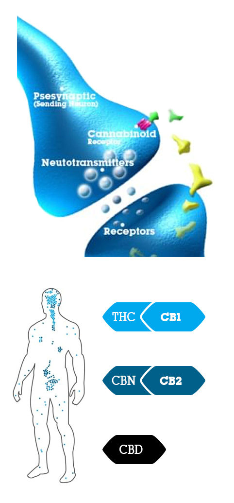 Was Ist CBD? Alle Infos über Diese Wunderbare Cannabinoid - RQS Blog