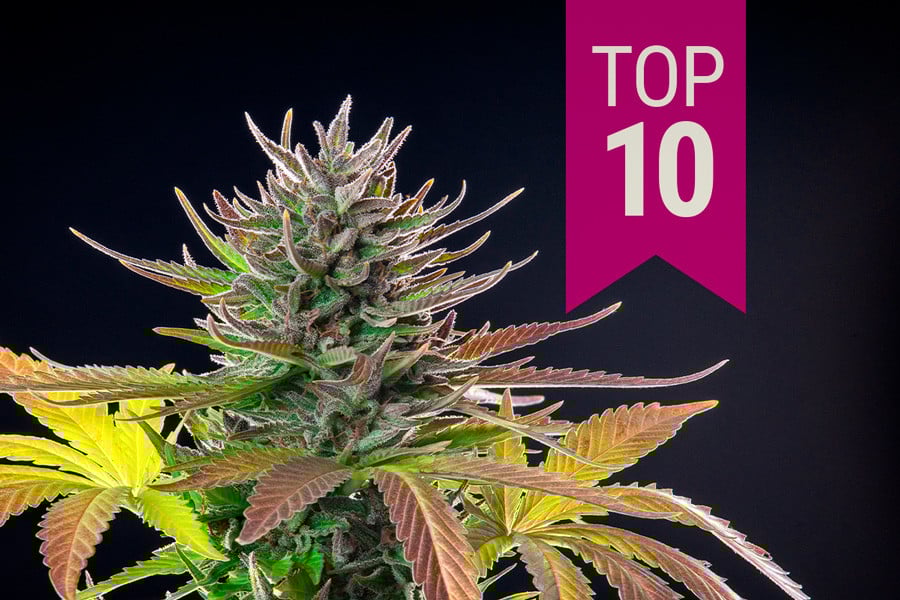Die Top 10 Sativa-Sorten 2026