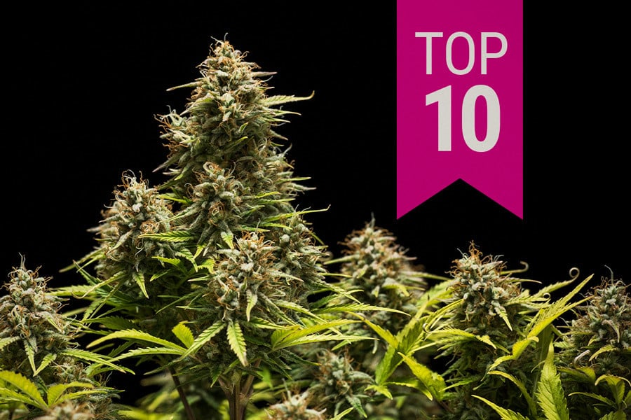 Die Top 10 der besten Indica-Cannabissorten 2026