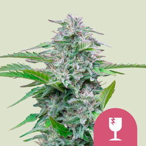 Cannabis-Samen Auf Weißem Hintergrund Schließen. Hanfsamen Für Das  Anpflanzen Von Marihuana-Seedtop Stockbild - Bild von gesund, getrennt:  260020297