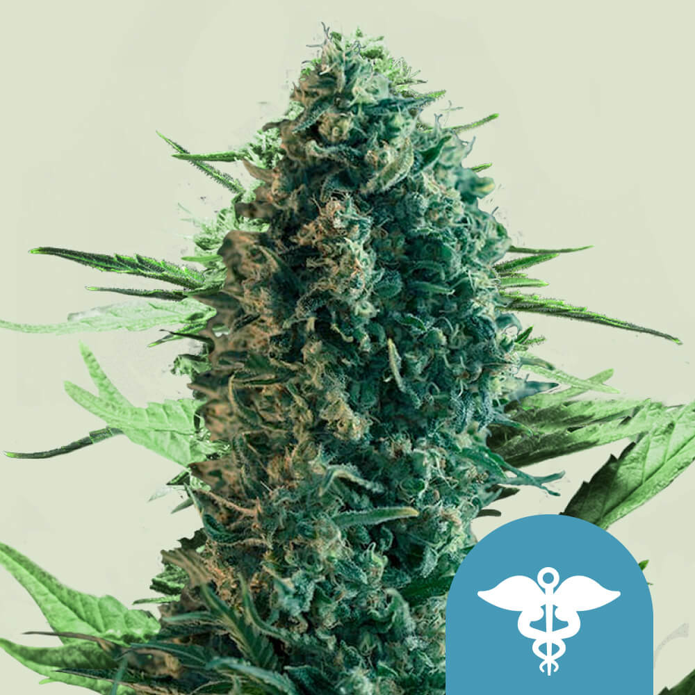 Royal Medic CBD Cannabissamen Kaufen - Royal Queen Seeds