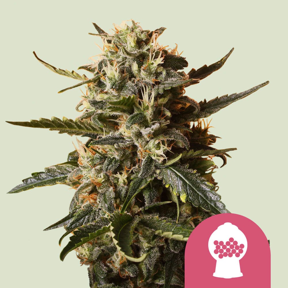 Feminisierte Cannabissamen von Bubblegum XL kaufen - Royal Queen Seeds