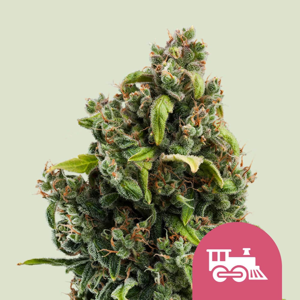 Cannabissamen von Candy Kush Express kaufen 🚂 - Royal Queen Seeds