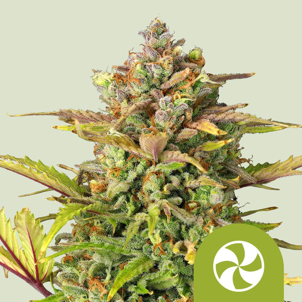 Sweet ZZ Auto – Zkittlez Cannabissamen - Royal Queen Seeds