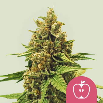 Wie man feminisierte Cannabis Samen macht - WeedSeedShop