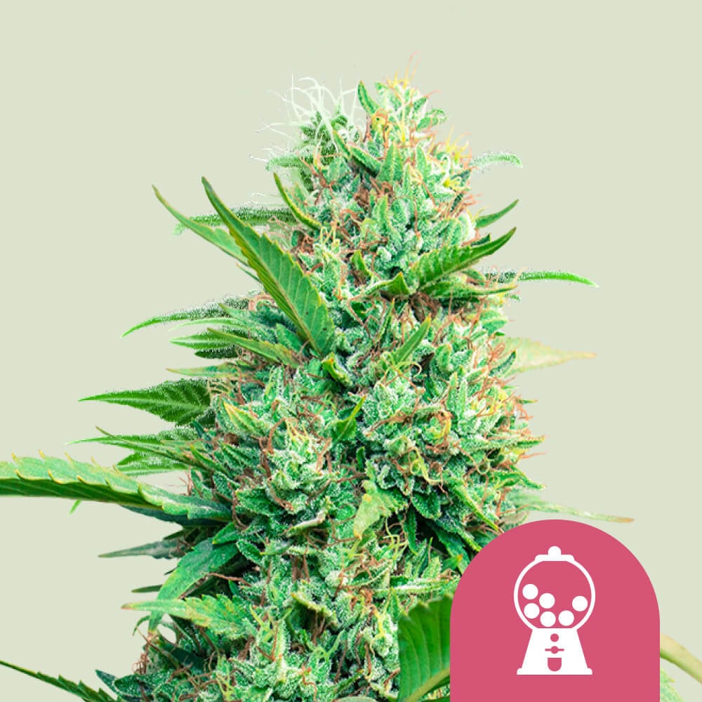 Cannabissorte Pink Runtz Cannabissamen - Royal Queen Seeds