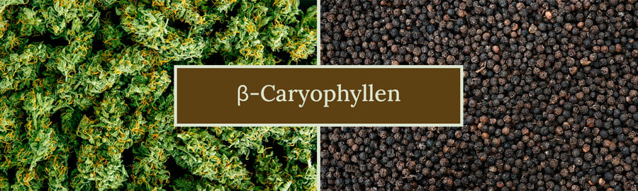 Beta-Caryophyllene Terpene