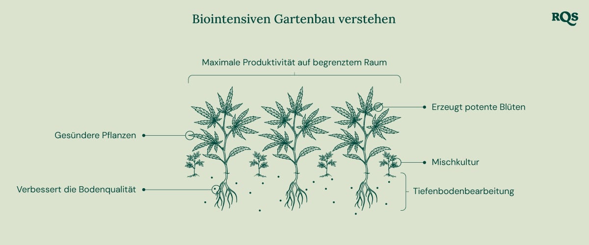 Illustration des biointensiven Gartenbaus, die maximale Produktivität, gesündere Pflanzen, potente Knospen, Begleitpflanzungen, tiefe Bodenbearbeitung und verbesserte Bodenqualität zeigt.