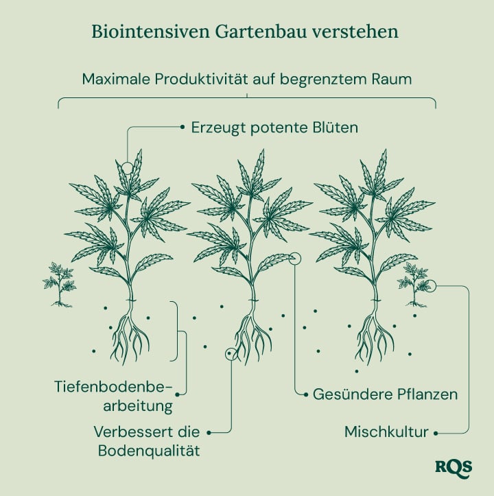 Illustration des biointensiven Gartenbaus, die maximale Produktivität, gesündere Pflanzen, potente Knospen, Begleitpflanzungen, tiefe Bodenbearbeitung und verbesserte Bodenqualität zeigt.