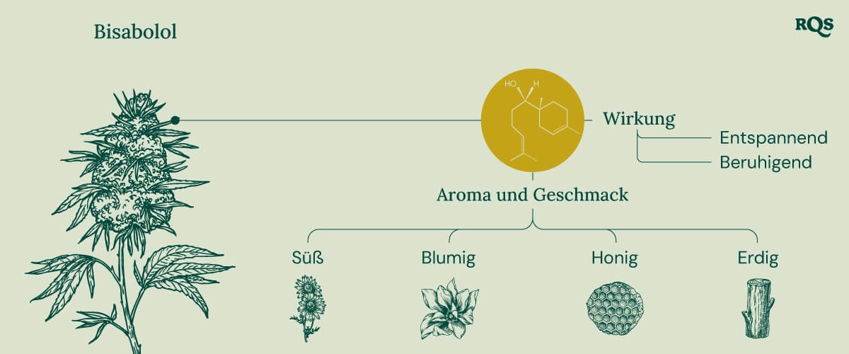 Infografik über das Terpen Bisabolol, die seine Effekte und Aromen darstellt. Es zeigt Beschreibungen von "entspannenden" und "beruhigenden" Effekten mit Aromahintweisen wie süß, blumig, honigartig und erdig.