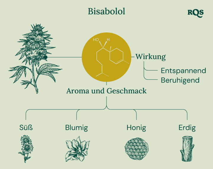 Infografik über das Terpen Bisabolol, die seine Effekte und Aromen darstellt. Es zeigt Beschreibungen von "entspannenden" und "beruhigenden" Effekten mit Aromahintweisen wie süß, blumig, honigartig und erdig.