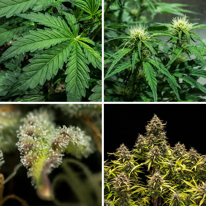 Collage aus vier Bildern, das den Keimprozess von Blue Cheese Auto Cannabissamen zeigt, erstellt von Royal Queen Seeds. Diese visuelle Darstellung begleitet Anleitungen zu optimalen Keimtechniken, Temperaturmanagement und Bodenvorbereitung für diese ertragreiche Sorte.