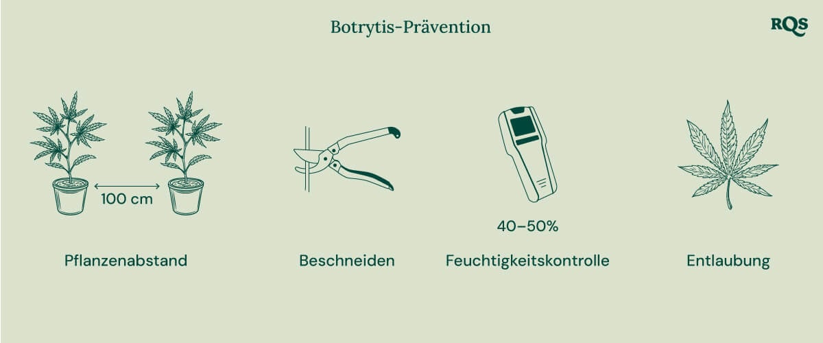 How to treat botrytis in cannabis