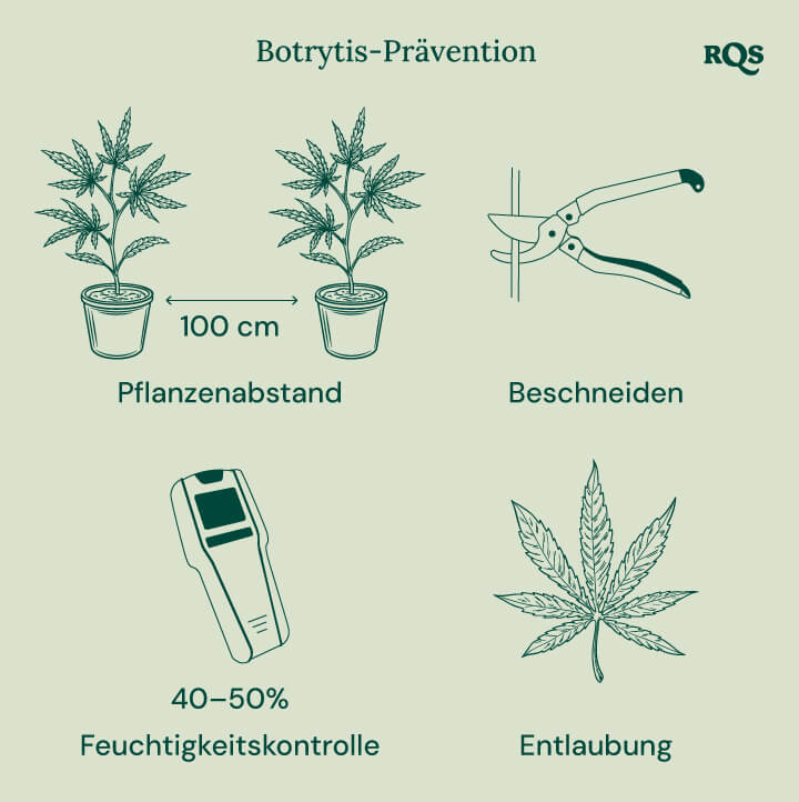 How to treat botrytis in cannabis