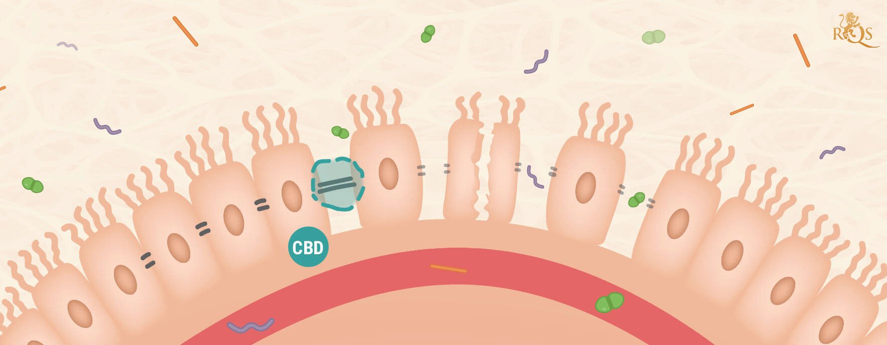 CBD und Leaky-Gut-Syndrom