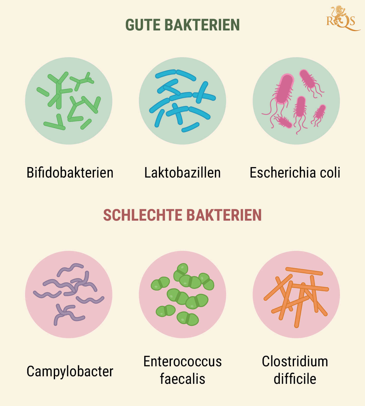 Wie Dein Verdauungssystem funktioniert