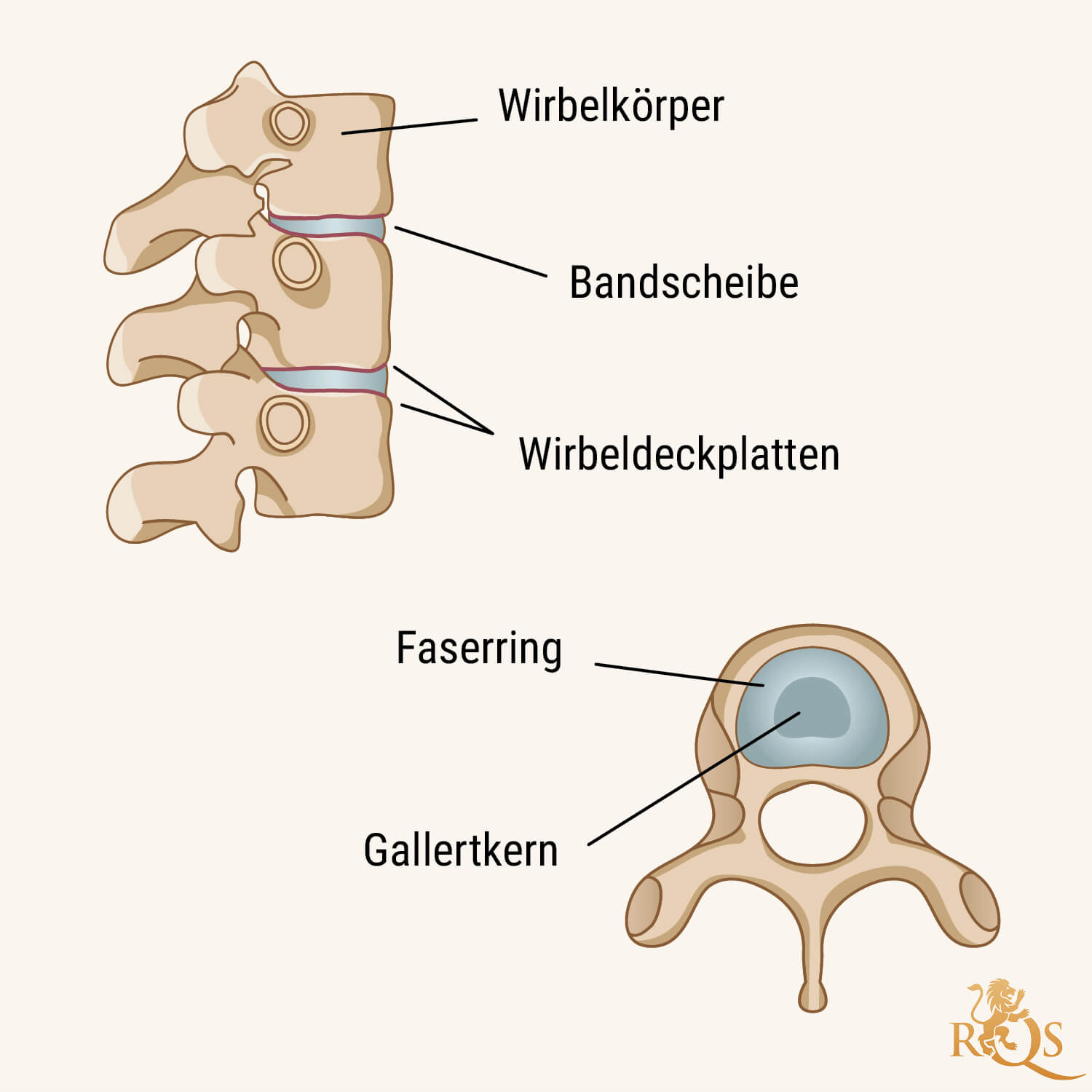 Die Bandscheiben: Ein anatomischer Überblick