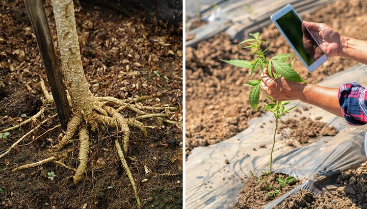 Zwei Bilder: Links zeigt einen Baumstamm mit freiliegenden Wurzeln. Rechts hält eine Hand ein Tablet neben einer jungen Cannabispflanze auf einem Feld.