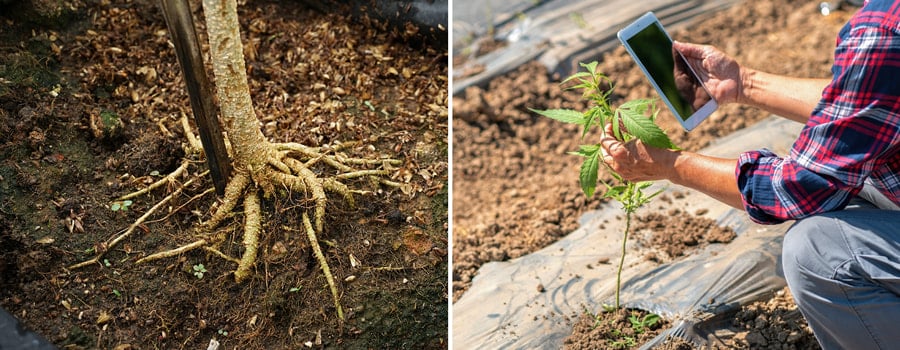 Zwei Bilder: Links zeigt einen Baumstamm mit freiliegenden Wurzeln. Rechts hält eine Hand ein Tablet neben einer jungen Cannabispflanze auf einem Feld.