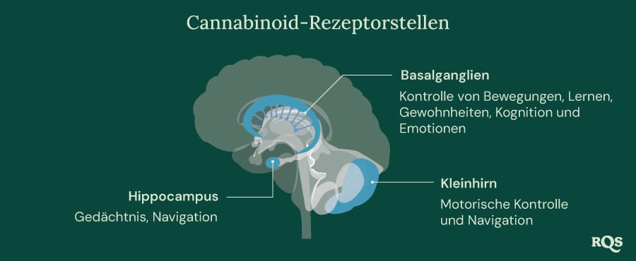 Cannabinoid Receptor Sites