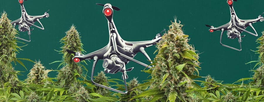 Ein mit Überwachungstechnologie ausgestatteter Drohne, die über ein Freiland-Cannabisanbaugebiet fliegt und die Herausforderungen der Luftüberwachung von Cannabis veranschaulicht sowie die Strategien, die Züchter anwenden müssen, um ihre Pflanzen vor der Entdeckung zu schützen.