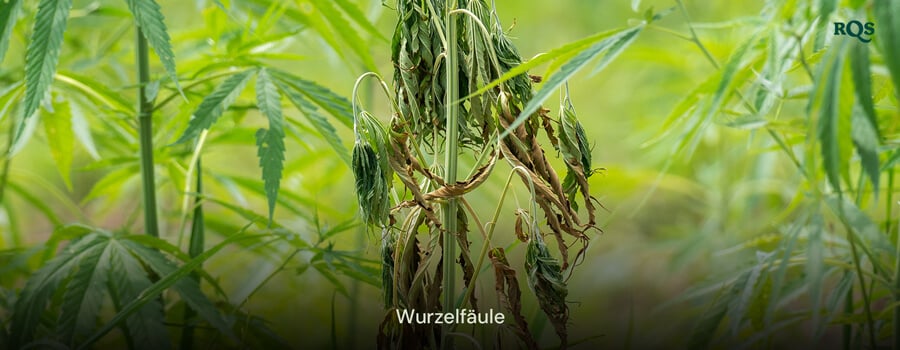 Cannabispflanze, die von Wurzelfäule betroffen ist, mit vergilbenden und hängenden Blättern, verursacht durch Überwässerung und schlechte Entwässerung. Hebt vergilbende Cannabisblätter und gelbe Marihuana-Symptome hervor.