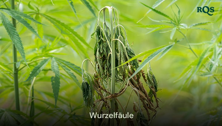 Cannabispflanze, die von Wurzelfäule betroffen ist, mit vergilbenden und hängenden Blättern, verursacht durch Überwässerung und schlechte Entwässerung. Hebt vergilbende Cannabisblätter und gelbe Marihuana-Symptome hervor.