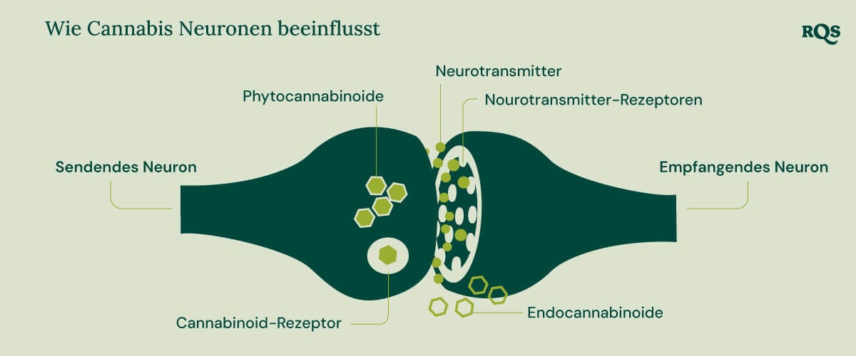 Infografik, die zeigt, wie Phytocannabinoide und Endocannabinoide mit Cannabinoid-Rezeptoren, Neurotransmittern und deren Rezeptoren interagieren. Das Diagramm hebt den Prozess zwischen sendenden und empfangenden Neuronen im Zusammenhang mit der Beeinflussung der Gehirnfunktion durch Cannabisverbindungen hervor.