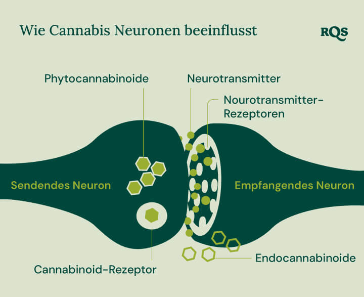 Infografik, die zeigt, wie Phytocannabinoide und Endocannabinoide mit Cannabinoid-Rezeptoren, Neurotransmittern und deren Rezeptoren interagieren. Das Diagramm hebt den Prozess zwischen sendenden und empfangenden Neuronen im Zusammenhang mit der Beeinflussung der Gehirnfunktion durch Cannabisverbindungen hervor.