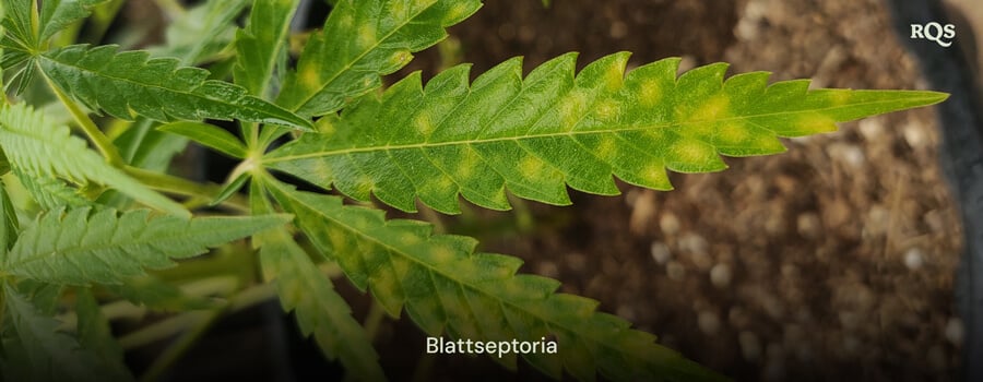 Cannabisblatt, das von Blattseptoria betroffen ist, mit gelben Flecken und Verfärbungen durch Pilzinfektionen. Beispiel für das Vergilben von Cannabisblättern und gelbe Flecken auf Cannabisblättern.