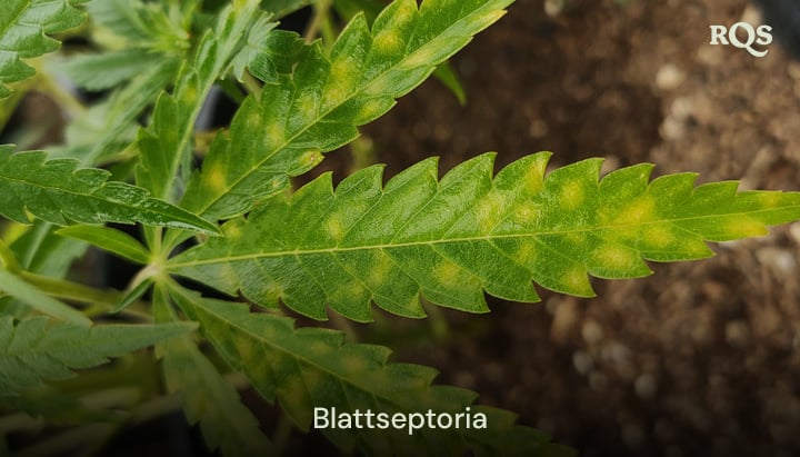 Cannabisblatt, das von Blattseptoria betroffen ist, mit gelben Flecken und Verfärbungen durch Pilzinfektionen. Beispiel für das Vergilben von Cannabisblättern und gelbe Flecken auf Cannabisblättern.