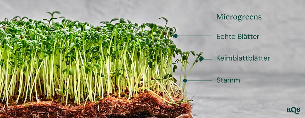 Cannabis microgreens