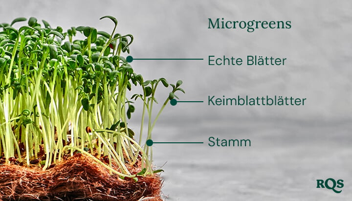 Cannabis microgreens