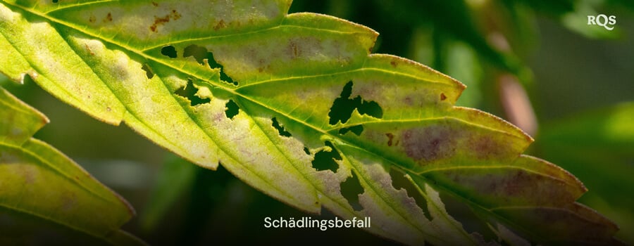 Cannabisblatt, das durch Schädlinge beschädigt wurde, mit Löchern und Verfärbungen durch Befall. Bezieht sich auf gelbe Flecken auf Cannabisblättern und schädlingsbedingtes Vergilben.