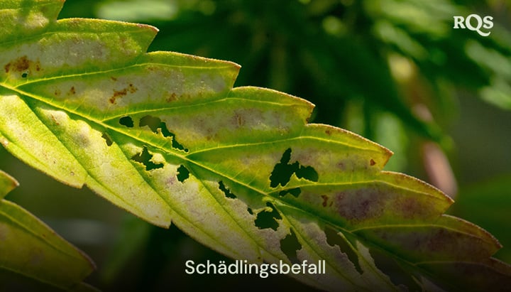 Cannabisblatt, das durch Schädlinge beschädigt wurde, mit Löchern und Verfärbungen durch Befall. Bezieht sich auf gelbe Flecken auf Cannabisblättern und schädlingsbedingtes Vergilben.