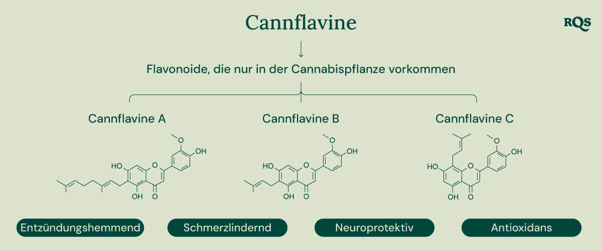 Infografik, die die drei Cannflavine zeigt, die einzigartig für die Cannabispflanze sind: Cannflavin A, Cannflavin B und Cannflavin C. Jedes Cannflavin wird mit einem bestimmten potenziellen Gesundheitsvorteil in Verbindung gebracht: entzündungshemmend, schmerzlindernd, neuroprotektiv und antioxidativ.