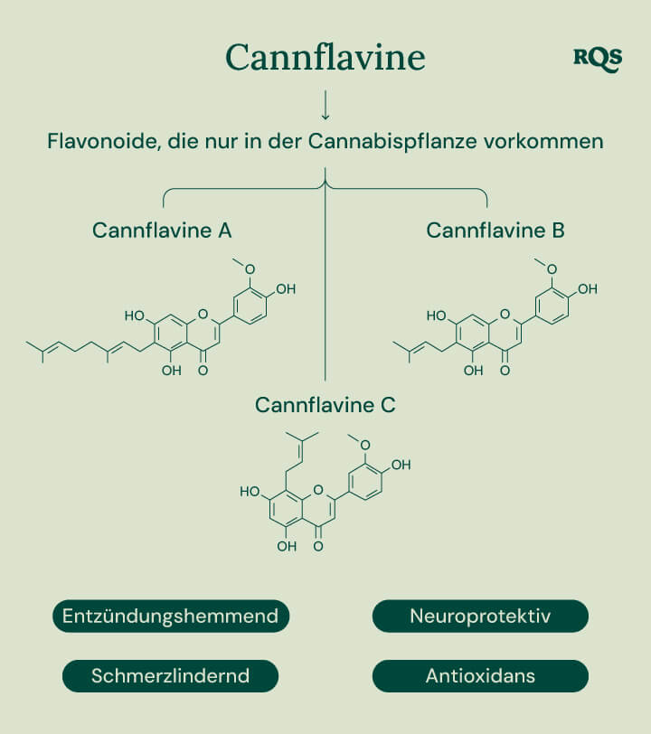 Infografik, die die drei Cannflavine zeigt, die einzigartig für die Cannabispflanze sind: Cannflavin A, Cannflavin B und Cannflavin C. Jedes Cannflavin wird mit einem bestimmten potenziellen Gesundheitsvorteil in Verbindung gebracht: entzündungshemmend, schmerzlindernd, neuroprotektiv und antioxidativ.