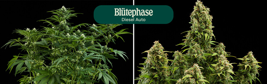 Diesel Auto Flowering Phase