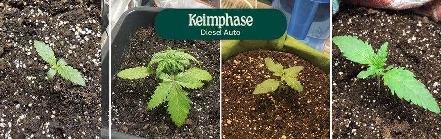 Diesel Auto Germination