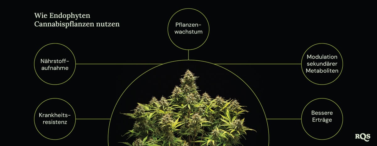 Ein Diagramm einer Marihuanapflanze, umgeben von vier Kreisen, die die Vorteile von Endophyten zeigen: schnelleres Wachstum, bessere Nährstoffaufnahme, Krankheitsresistenz und erhöhte Produktion von medizinischen Verbindungen.