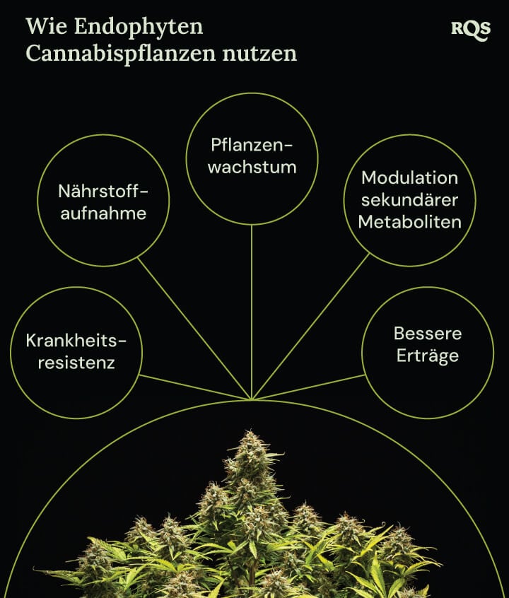 Ein Diagramm einer Marihuanapflanze, umgeben von vier Kreisen, die die Vorteile von Endophyten zeigen: schnelleres Wachstum, bessere Nährstoffaufnahme, Krankheitsresistenz und erhöhte Produktion von medizinischen Verbindungen.