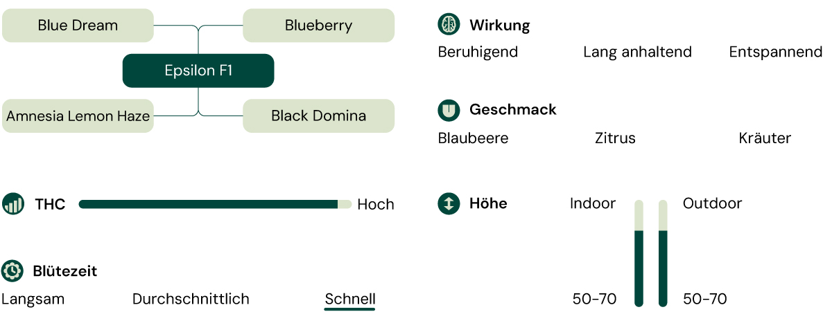 Infografik der Cannabis-Sorte Epsilon F1, ein Hybrid aus Blue Dream und Blueberry mit hohem THC-Gehalt, der beruhigende, entspannende und langanhaltende Effekte bietet.