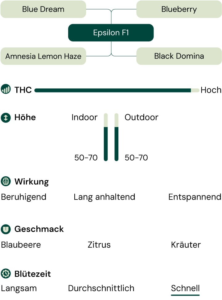 Infografik der Cannabis-Sorte Epsilon F1, ein Hybrid aus Blue Dream und Blueberry mit hohem THC-Gehalt, der beruhigende, entspannende und langanhaltende Effekte bietet.