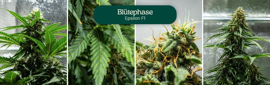 Blühstadien der Epsilon F1 Cannabis-Sorte: junge Pflanze mit wenigen Blüten, Pflanze mit mehr Blüten, Pflanze mit vielen Blüten, und reife Pflanze mit zahlreichen Blüten.