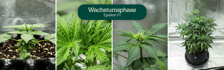 Wachstumsstadien des Epsilon F1 Cannabis: 1) Setzling mit echten Blättern, 2) Setzling mit mehreren Blättern, 3) Setzling mit Stängel, 4) Reife Pflanze mit Zweigen.