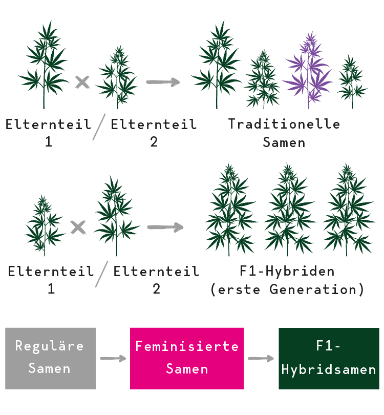 F1–Hybridsamen