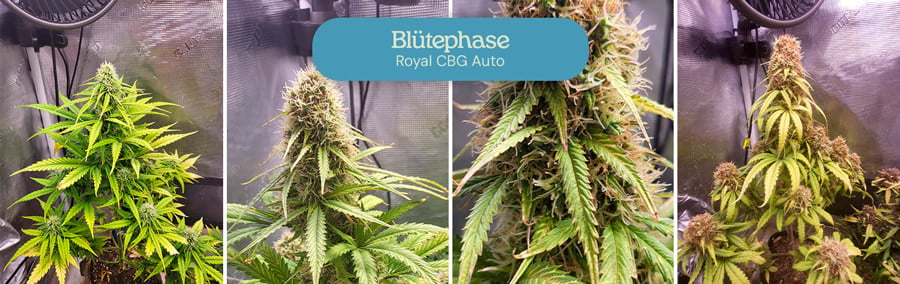 Blütephase der Royal CBG Auto Cannabissorte. Die Pflanzen zeigen dichte, frostige Knospen mit lebendigen grünen Blättern, was auf die Reife und die Erntebereitschaft der Blüten hinweist.