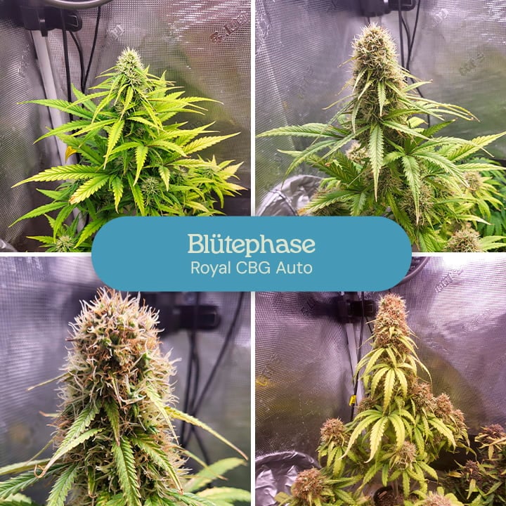 Blütephase der Royal CBG Auto Cannabissorte. Die Pflanzen zeigen dichte, frostige Knospen mit lebendigen grünen Blättern, was auf die Reife und die Erntebereitschaft der Blüten hinweist.