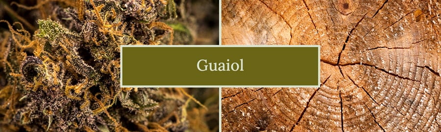 Guaiol: A Lesser-Known Marijuana Terpene