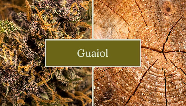 Guaiol: A Lesser-Known Marijuana Terpene